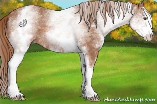 Horse Color:White Spotted Chestnut Sabino 