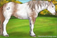 Horse Color:White Spotted Chestnut Sabino 
