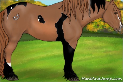 Horse Color:Chestnut Sabino Tobiano 