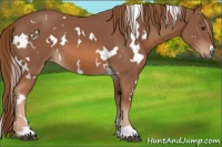 Horse Color:White Spotted Chestnut 