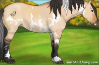 Horse Color:White Spotted Bay Dun 