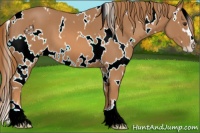 Horse Color:White Spotted Chestnut Sabino 