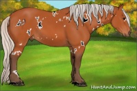 Horse Color:White Spotted Silver Bay 