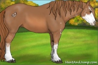 Horse Color:Chestnut Sabino 