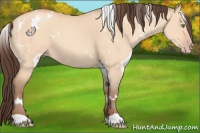 Horse Color:White Spotted Amber Champagne Dun 