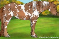 Horse Color:White Spotted Chestnut 