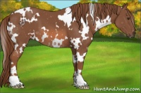 Horse Color:White Spotted Chestnut 