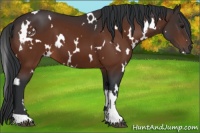 Horse Color:White Spotted Bay 