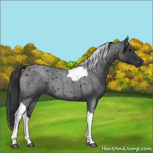 Horse Color:Blue Roan Tobiano Rabicano
