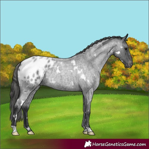 Horse Color:White Spotted Blue Roan Appaloosa Rabicano