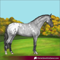 Horse Color:White Spotted Blue Roan Appaloosa Rabicano 