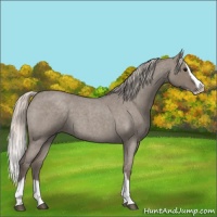 Horse Color:Silver Grullo Roan Sabino Splash 