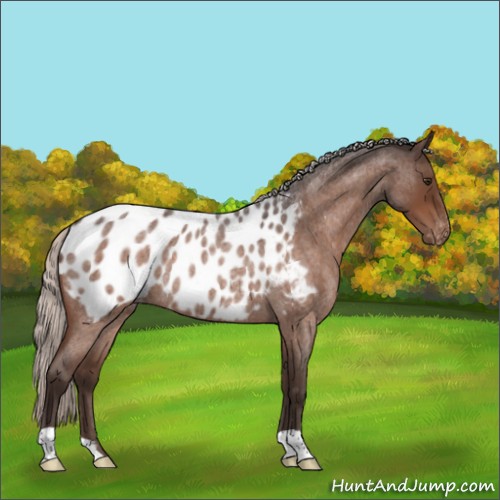 Horse Color:Silver Brown Roan Appaloosa Rabicano 
