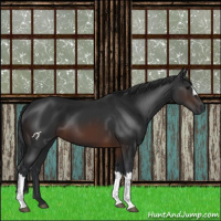 Horse Color:Brown 