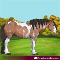 Horse Color:Bay Sabino Tobiano