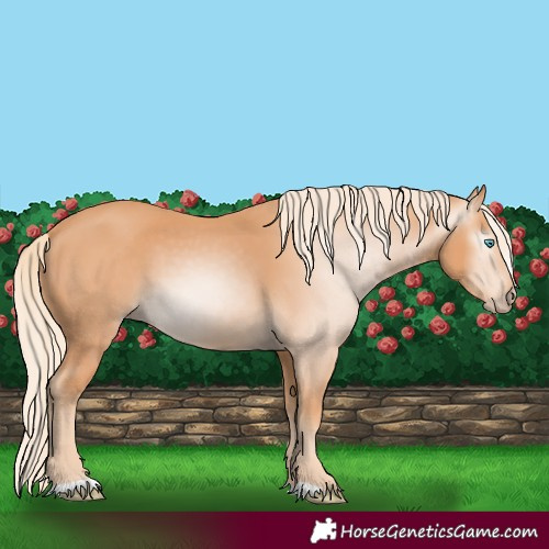 Horse Color:Gray Cremello
