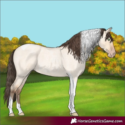 Horse Color:Amber Champagne Roan Dun Tobiano
