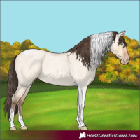 Horse Color:Amber Champagne Roan Dun Tobiano 