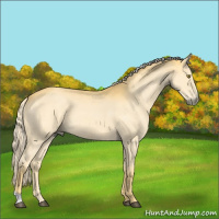 Horse Color:Palomino Roan 