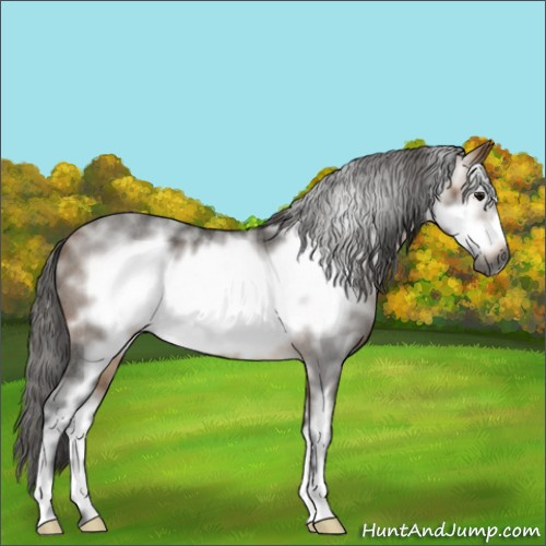 Horse Color:Gray White Spotted Buckskin Roan Frame 