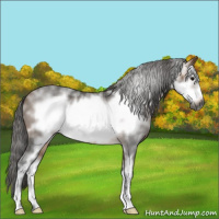 Horse Color:Gray White Spotted Buckskin Roan Frame 