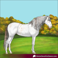 Horse Color:White Spotted Bay Dun Leopard 