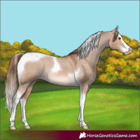 Horse Color:Red Dun Splash Tobiano Varnish Rabicano 