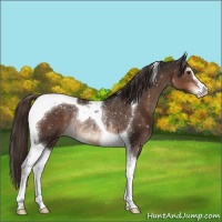 Horse Color:Liver Chestnut Sabino Tobiano Appaloosa Rabicano