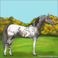 Horse Color:White Spotted Smoky Grullo Tobiano Blanket 