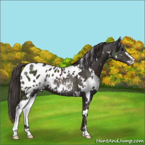 Horse Color:White Spotted Smoky Black Sabino Blanket