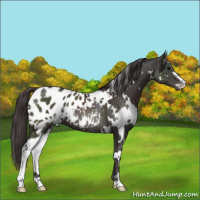 Horse Color:White Spotted Smoky Black Sabino Appaloosa 
