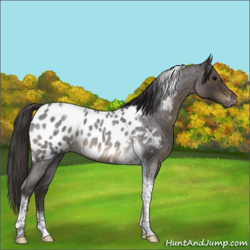 Horse Color:Smoky Blue Roan Tobiano Appaloosa Rabicano 