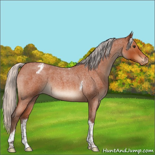 Horse Color:Silver Brown Roan Tobiano Appaloosa 