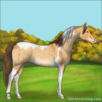 Horse Color:Buckskin Roan Dun Tobiano Appaloosa Brindle 