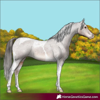 Horse Color:Liver Chestnut Tobiano Appaloosa Rabicano