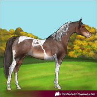 Horse Color:Liver Chestnut Tobiano Appaloosa Rabicano 