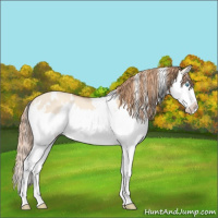 Horse Color:White Spotted Gold Champagne Dun Splash Rabicano 