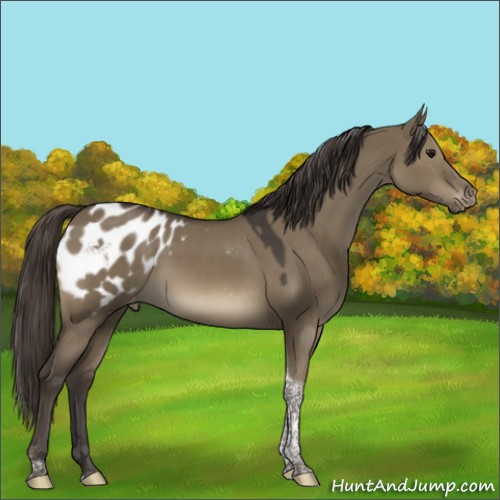 Horse Color:Smoky Grullo Tobiano Appaloosa Rabicano 