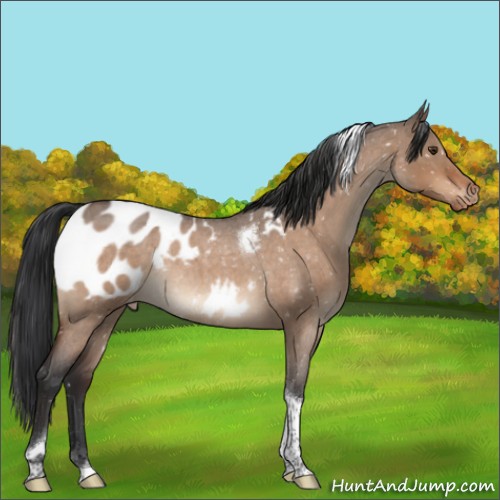 Horse Color:Brown Roan Dun Tobiano Appaloosa Rabicano 