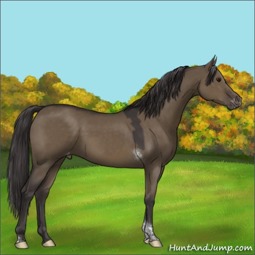 Horse Color:Smoky Grullo Tobiano Appaloosa Rabicano 