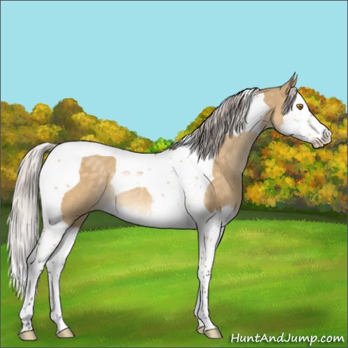 Horse Color:Silver Buckskin Dun Splash Tobiano Appaloosa Rabicano 