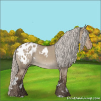 Horse Color:White Spotted Silver Grullo Appaloosa 