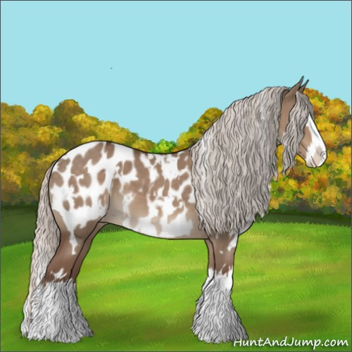 Horse Color:White Spotted Silver Grullo Splash Appaloosa 