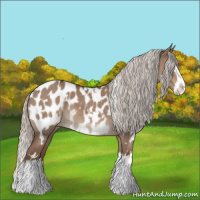 Horse Color:White Spotted Silver Grullo Splash Appaloosa 