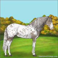 Horse Color:White Spotted Silver Grullo Splash Appaloosa 
