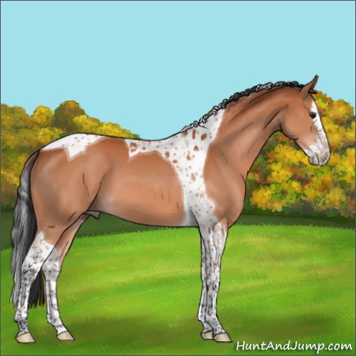 Horse Color:Brown Splash Tobiano 