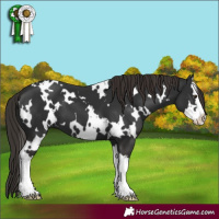 Horse Color:White Spotted Liver Chestnut Splash 