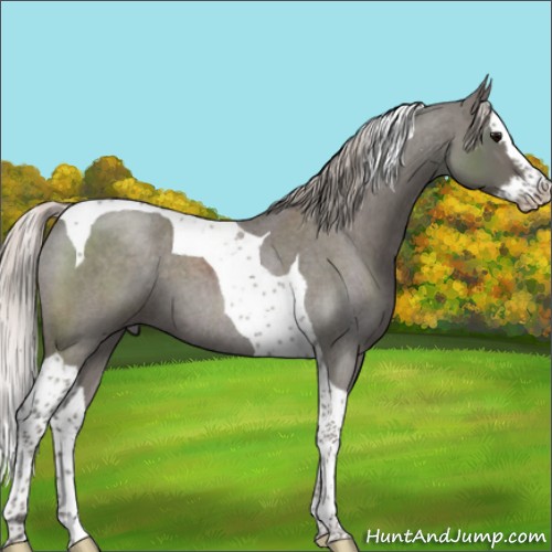 Horse Color:Silver Blue Roan Splash Tobiano 