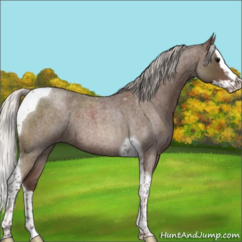 Horse Color:Silver Blue Roan Splash Tobiano 
