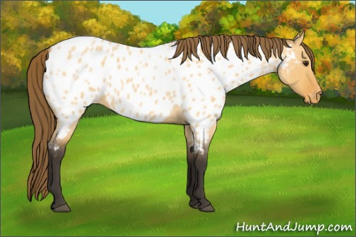 Horse Color:Buckskin Roan Dun Appaloosa 